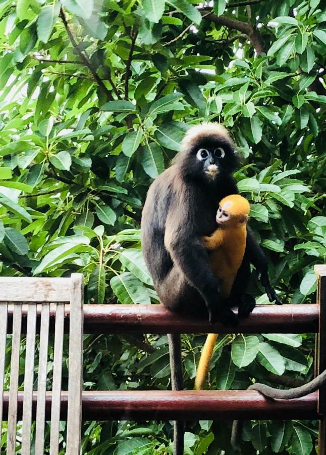 Sari Village Jungle Retreat Pantai Cenang  Eksteriør billede